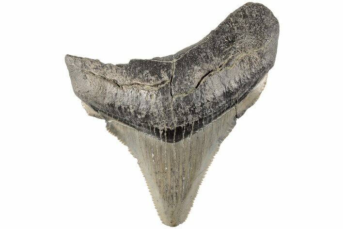 Serrated Angustidens Tooth - Megalodon Ancestor #202426